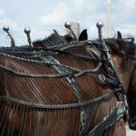 2017OTRA-1_981 (August 27, 2017)